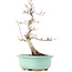 Acer palmatum Deshojo, 25 cm, ± 15 Jahre alt