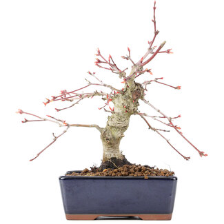 Acer palmatum, 15 cm, ± 15 Jahre alt