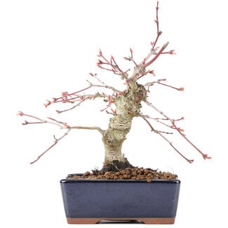 Acer palmatum, 15 cm, ± 15 years old