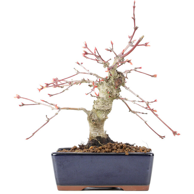 Acer palmatum, 15 cm, ± 15 ans