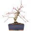 Acer palmatum, 15 cm, ± 15 years old