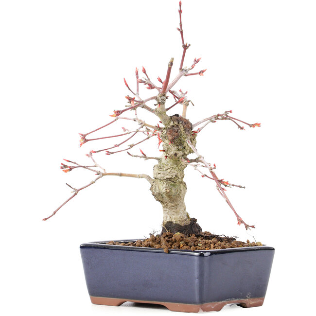 Acer palmatum, 15 cm, ± 15 years old