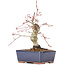 Acer palmatum, 15 cm, ± 15 ans
