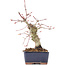 Acer palmatum, 15 cm, ± 15 anni