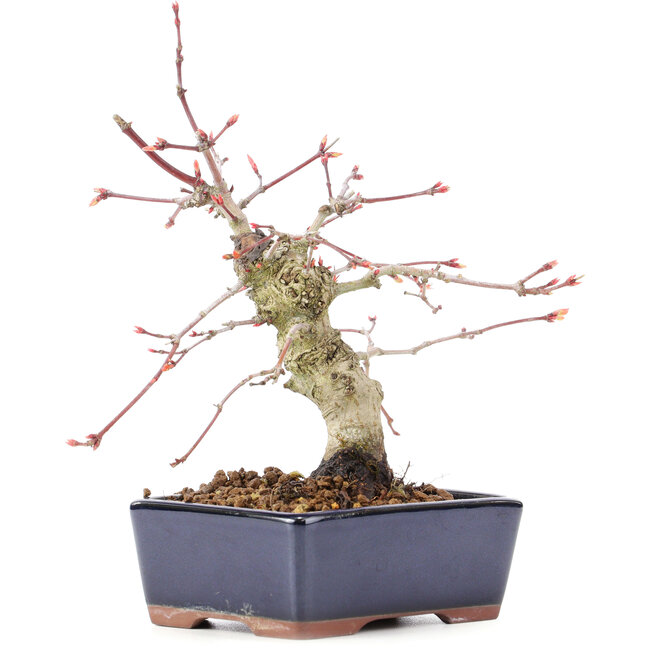 Acer palmatum, 15 cm, ± 15 ans