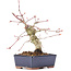 Acer palmatum, 15 cm, ± 15 ans