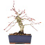 Acer palmatum, 15 cm, ± 15 ans