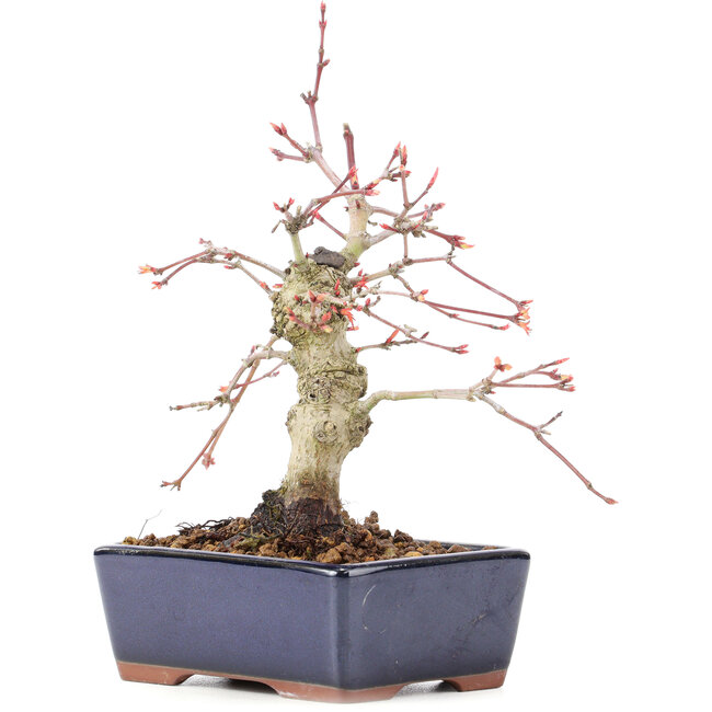 Acer palmatum, 15 cm, ± 15 ans