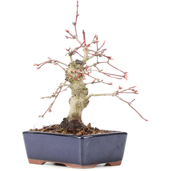 Acer palmatum, 15 cm, ± 15 years old