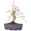 Acer palmatum, 15 cm, ± 15 years old