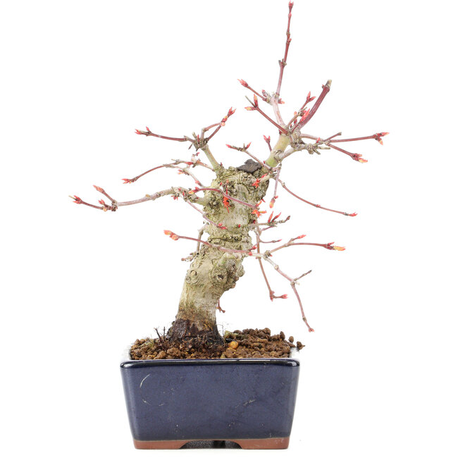 Acer palmatum, 15 cm, ± 15 ans
