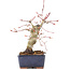 Acer palmatum, 15 cm, ± 15 Jahre alt