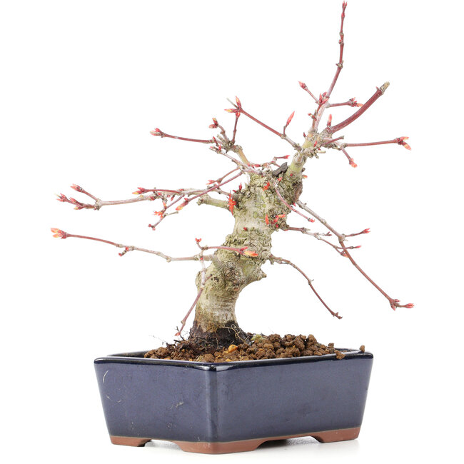 Acer palmatum, 15 cm, ± 15 years old