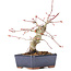 Acer palmatum, 15 cm, ± 15 ans