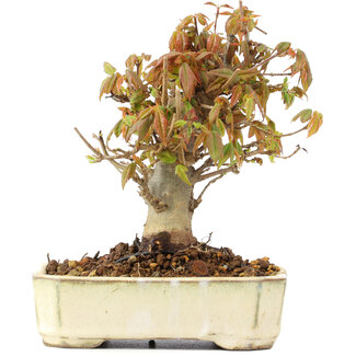Acer buergerianum, 13 cm, ± 20 anni