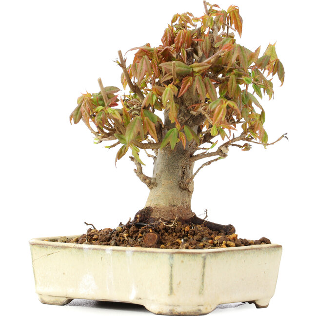 Acer buergerianum, 13 cm, ± 20 ans
