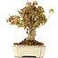 Acer buergerianum, 13 cm, ± 20 ans