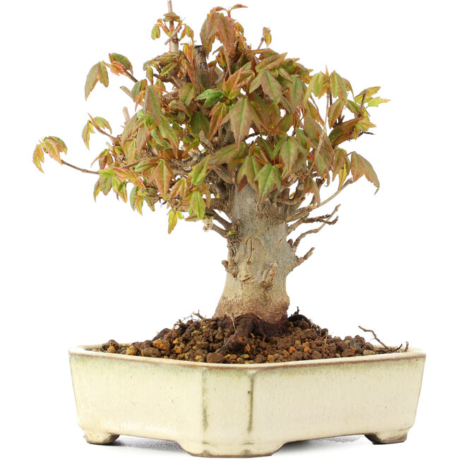 Acer buergerianum, 13 cm, ± 20 jaar oud