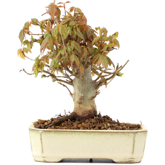 Acer buergerianum, 13 cm, ± 20 jaar oud