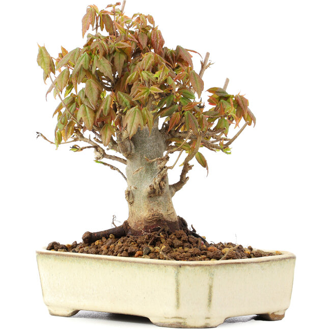 Acer buergerianum, 13 cm, ± 20 jaar oud