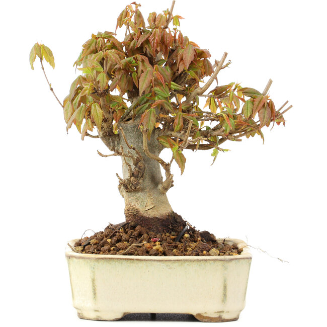Acer buergerianum, 13 cm, ± 20 Jahre alt