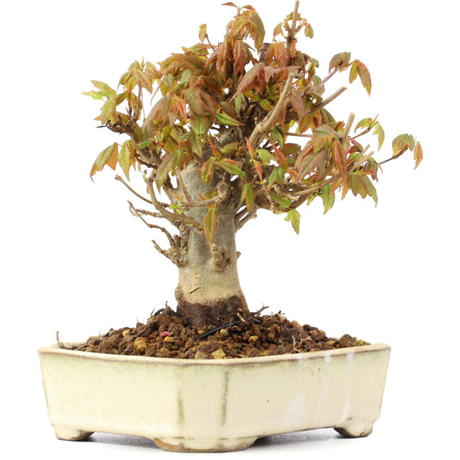 Acer buergerianum, 13 cm, ± 20 anni