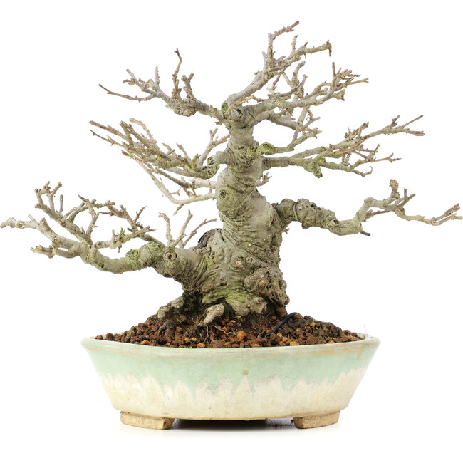 ilex crenata, 16 cm, ± 20 years old, female tree