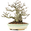 ilex crenata, 16 cm, ± 20 years old, female tree