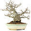 ilex crenata, 16 cm, ± 20 years old, female tree