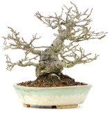 ilex crenata, 16 cm, ± 20 jaar oud, vrouwelijke boom