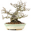 ilex crenata, 16 cm, ± 20 years old, female tree