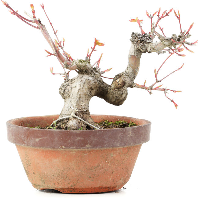 Acer palmatum, 15 cm, ± 20 jaar oud