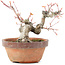 Acer palmatum, 15 cm, ± 20 Jahre alt