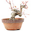 Acer palmatum, 15 cm, ± 20 Jahre alt