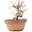 Acer palmatum, 15 cm, ± 20 Jahre alt