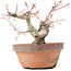 Acer palmatum, 15 cm, ± 20 Jahre alt