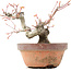 Acer palmatum, 15 cm, ± 20 Jahre alt