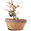 Acer palmatum, 15 cm, ± 20 Jahre alt