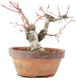 Acer palmatum, 15 cm, ± 20 jaar oud