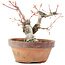 Acer palmatum, 15 cm, ± 20 Jahre alt