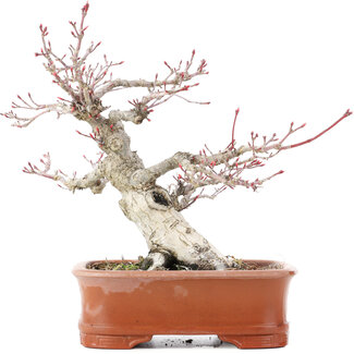 Acer palmatum, 19 cm, ± 25 ans