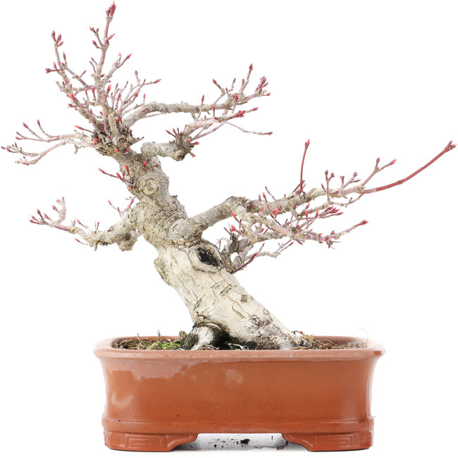 Acer palmatum, 19 cm, ± 25 jaar oud