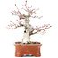 Acer palmatum Deshojo, 19 cm, ± 25 years old