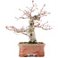 Acer palmatum Deshojo, 19 cm, ± 25 years old