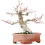 Acer palmatum Deshojo, 19 cm, ± 25 years old