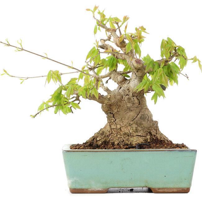 Acer buergerianum, 17 cm, ± 25 years old