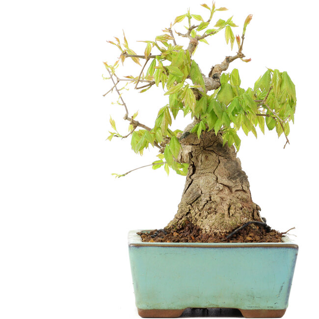 Acer buergerianum, 17 cm, ± 25 jaar oud
