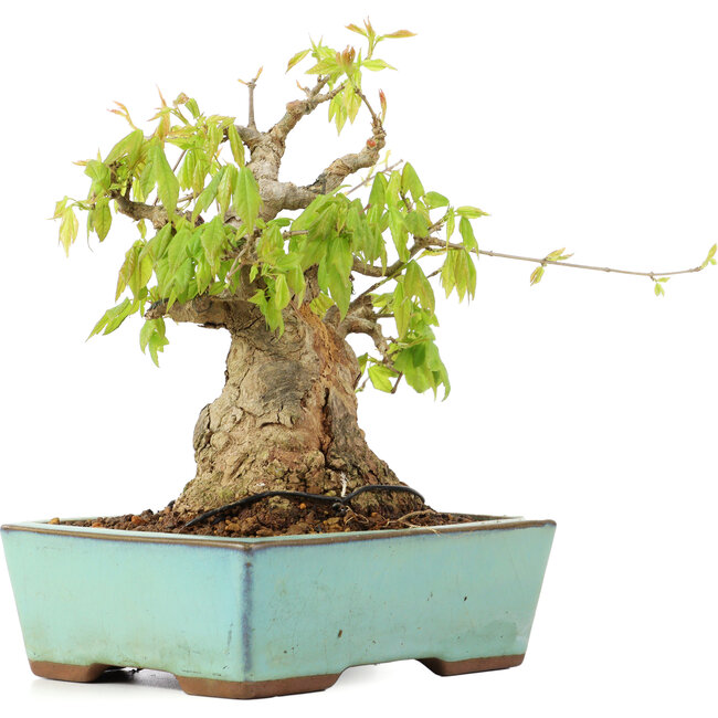 Acer buergerianum, 17 cm, ± 25 Jahre alt