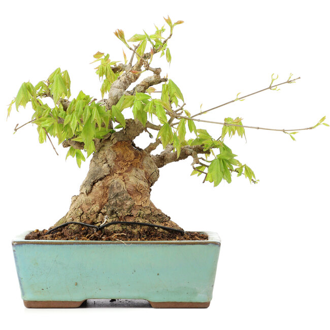 Acer buergerianum, 17 cm, ± 25 jaar oud
