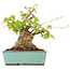 Acer buergerianum, 17 cm, ± 25 years old